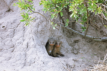 Dwarf Mongoose