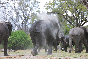 African Elephants