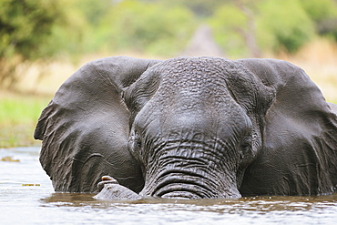 African Elephant