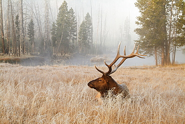 Yellowstone National Park, America