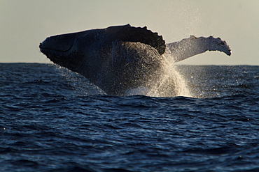 Humpback Whale