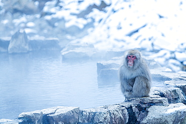 Snow Monkey