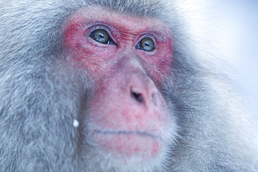 Snow Monkey