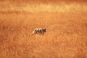 Coyote in grassland