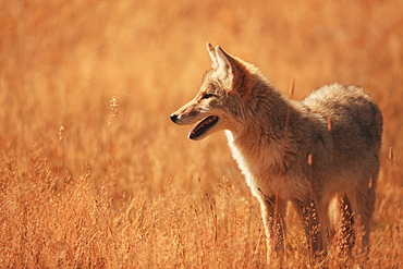 Coyote in grassland