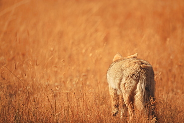 Coyote in grassland