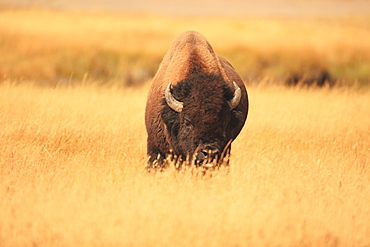 American bison in grassland