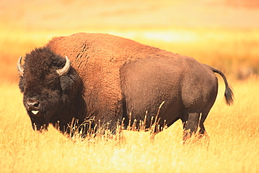 American bison in grassland