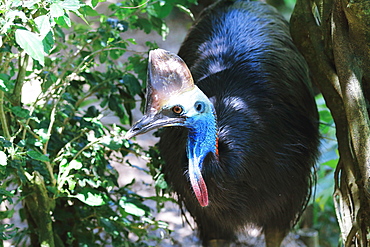 Cassowary