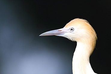 Cattle Egret