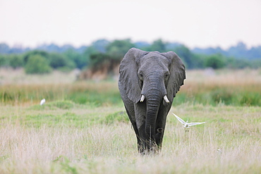 African Elephant