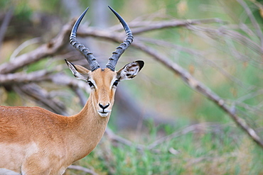 Antelope