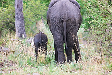 African Elephants