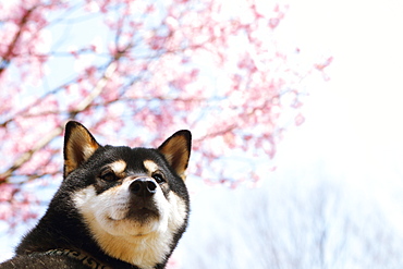 Shiba inu dog and blooming cherry blossoms