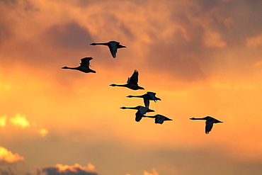 Swan Flock