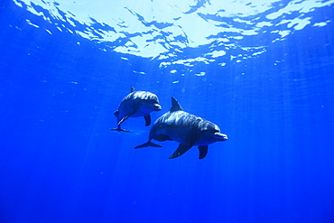 Dolphins