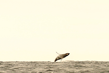 Humpback Whale