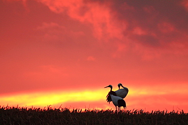 Japanese cranes