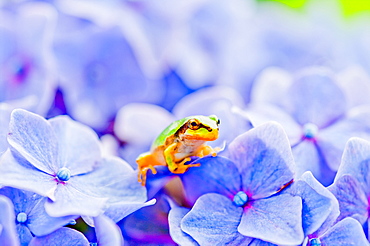 Japanese Tree Frog