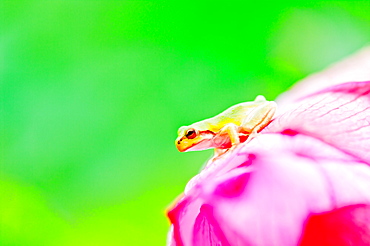 Frog on flower