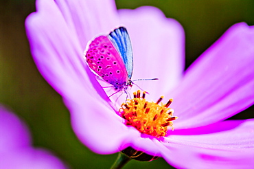 Butterfly on flower