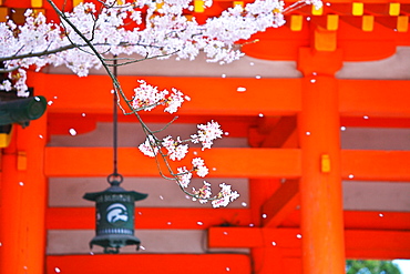 Cherry Blossom At Heian Shrine, Kyoto, Japan