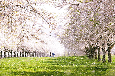 Cherry Blossom Tree Lined Road