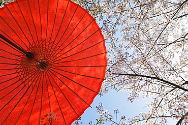 Red Parasol And Cherry Blossoms