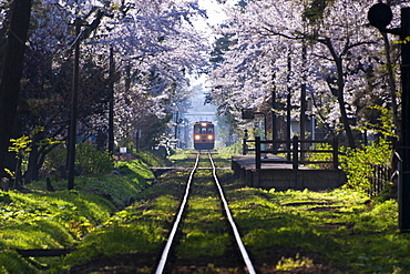 Sakura At Ashinokoen Station, Aomori Prefecture, Japan