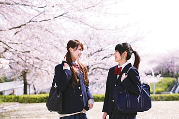 Japanese schoolgirls in their uniforms with cherry blossoms in the background