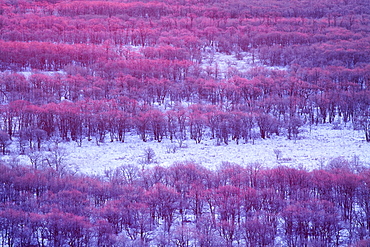 Hokkaido, Japan