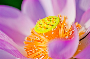 Flower Close-up