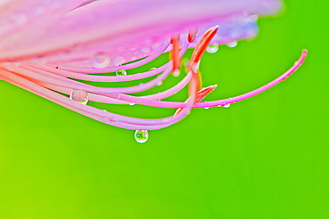 Flower Close-up