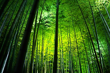 Kyoto, Japan