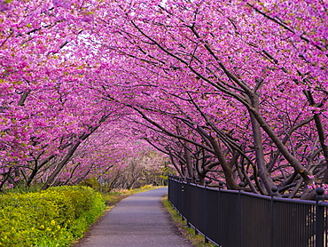 Cherry blossoms