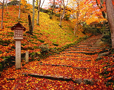 Autumn colors