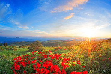 Flower field