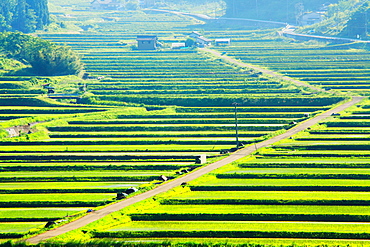 Rice Paddy