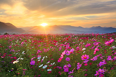 Flower field