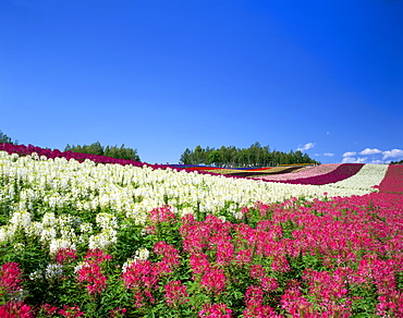 Flower field