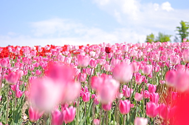 Flower field