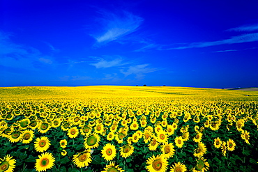 Flower field