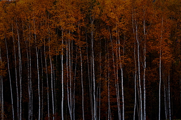 Hokkaido, Japan