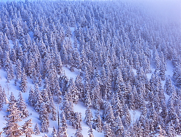 Shibu Gap, Nagano, Japan