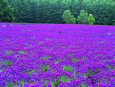 Saikanosato, Hokkaido, Japan