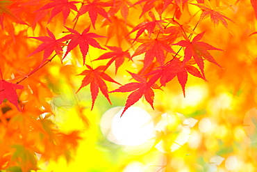 Autumn Image