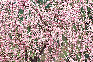 Seiyo, Ehime, Japan