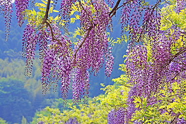 Wisteria, Kuroki, Fukuoka, Japan