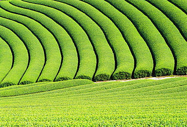 Tea Field, Kyoto, Japan