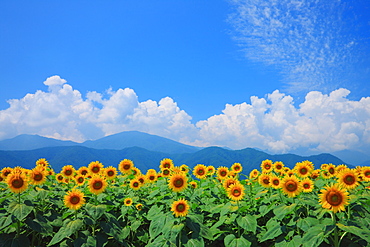 Sunflower Field, Azumino, Nagano